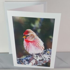 Common Redpoll Matte Finish 5" x 7" Blank Photo Card